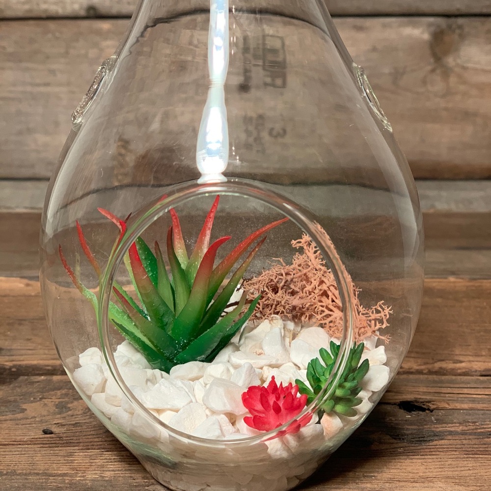 Terrariums!! - Picture 3 of 6